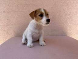 Jack Russell terijer &scaron;tenci