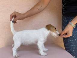 Jack Russell terijer &scaron;tenci