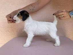 Jack Russell terijer &scaron;tenci