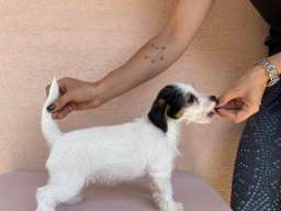 Jack Russell terijer &scaron;tenci