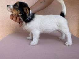 Jack Russell terijer &scaron;tenci