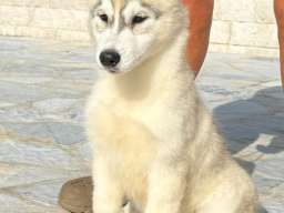 Prodajem stene Sibirskog haskija