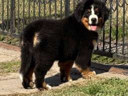 Na prodaju stenci bernskog planinskog psa, odlicnog kvaliteta