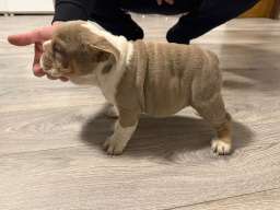 Engleski buldog 