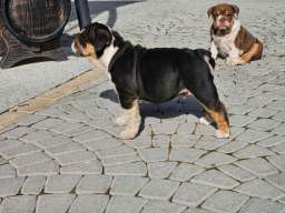 Engleski buldog 