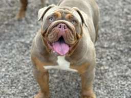 Engleski buldog 