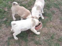 &Scaron;tenci Zapadno Sibirske Lajke