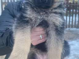 Stenci nemackog ovcara