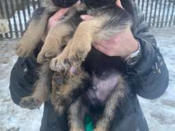 Stenci nemackog ovcara