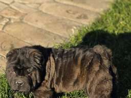 &Scaron;ar Pej &scaron;tenci