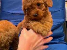 Prelepe patuljaste i toy pudle