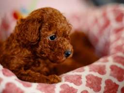 Prelepe patuljaste i toy pudle