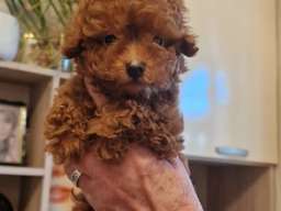 Prelepe patuljaste i toy pudle