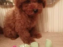 Prelepe patuljaste i toy pudle