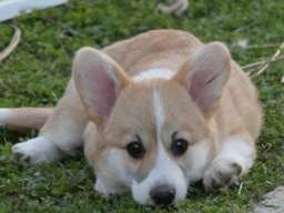 Velski korgi/Welsh Corgi Pembroke &scaron;tenci