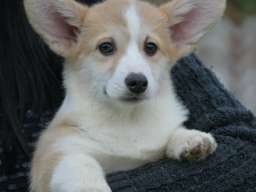 Velski korgi/Welsh Corgi Pembroke &scaron;tenci
