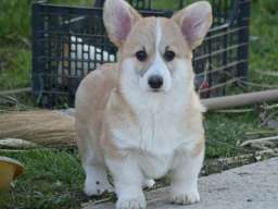 Velski korgi/Welsh Corgi Pembroke &scaron;tenci