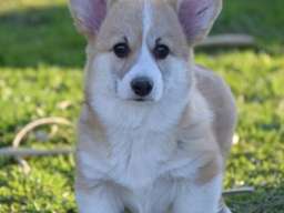 Velski korgi/Welsh Corgi Pembroke &scaron;tenci