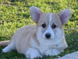 Velski korgi/Welsh Corgi Pembroke &scaron;tenci