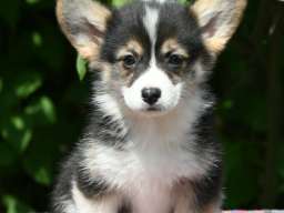 Velski Korgi Pembrok štenci