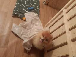 Pansion za pse ˝Fito˝