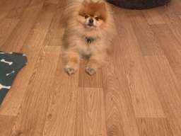 Pansion za pse ˝Fito˝