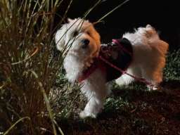 Pansion za pse ˝Fito˝