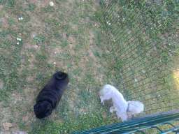 Pansion za pse ˝Fito˝