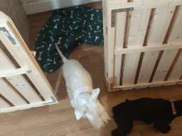 Pansion za pse ˝Fito˝