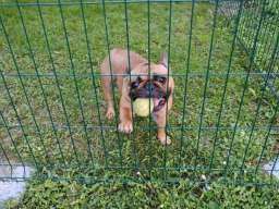 Pansion za pse ˝Fito˝