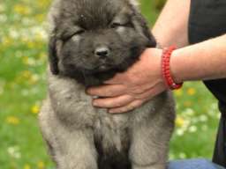 Kavkaski ovčar štenci