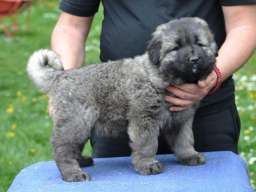 Kavkaski ovčar &scaron;tenci