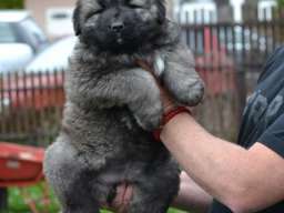 Kavkaski ovčar &scaron;tenci