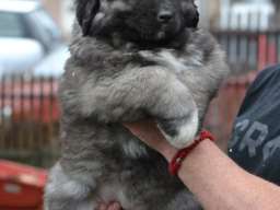 Kavkaski ovčar &scaron;tenci