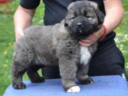 Kavkaski ovčar &scaron;tenci