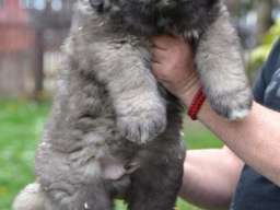 Kavkaski ovčar &scaron;tenci