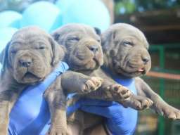 Cane Corso štenci