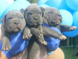 Cane Corso &scaron;tenci