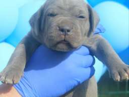 Cane Corso &scaron;tenci