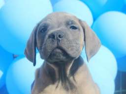 Cane Corso &scaron;tenci