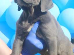 Cane Corso &scaron;tenci