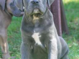 Cane Corso &scaron;tenci