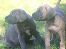 Cane Corso &scaron;tenci