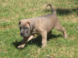 Cane Corso &scaron;tenci