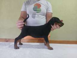 Vrhunski Doberman štenci 6 nedelja stari 