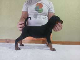 Vrhunski Doberman &scaron;tenci 6 nedelja stari 