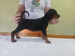 Vrhunski Doberman &scaron;tenci 6 nedelja stari 