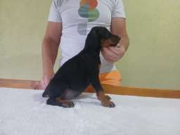 Vrhunski Doberman &scaron;tenci 6 nedelja stari 