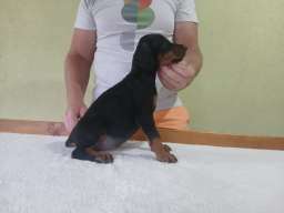 Vrhunski Doberman &scaron;tenci 6 nedelja stari 