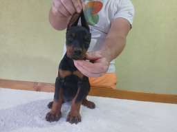 Vrhunski Doberman &scaron;tenci 6 nedelja stari 